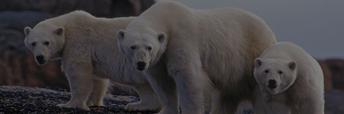 Polar Bears  Adventure Canada