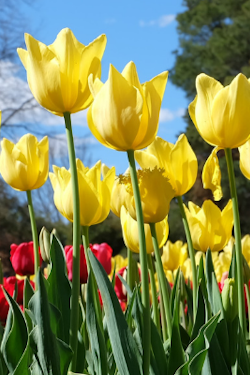 Save Up to $200CAD Per Person - Visit the Floriade Tulip Festival