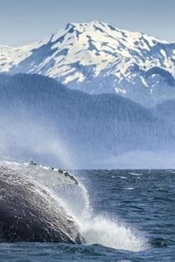 Alaska Cruises: Feel Free to Let the Outside In