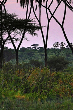Experience the Best of Kenya’s Game Parks and Save on this Exclusive Offer!