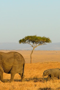 Kenya Safari